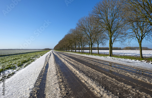 Row of trees along a snowy road in winter