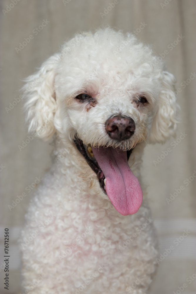 Dog smile Dog smile