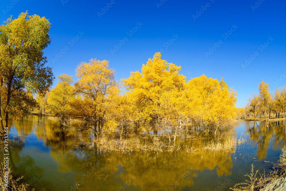 Inner Mongolia, China Populus euphratica