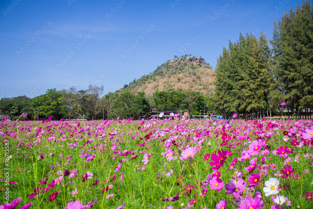 cosmos flowers mid Central courtyard A beautiful and blue sky cosmos flowers mid Central courtyard A beautiful and blue sky