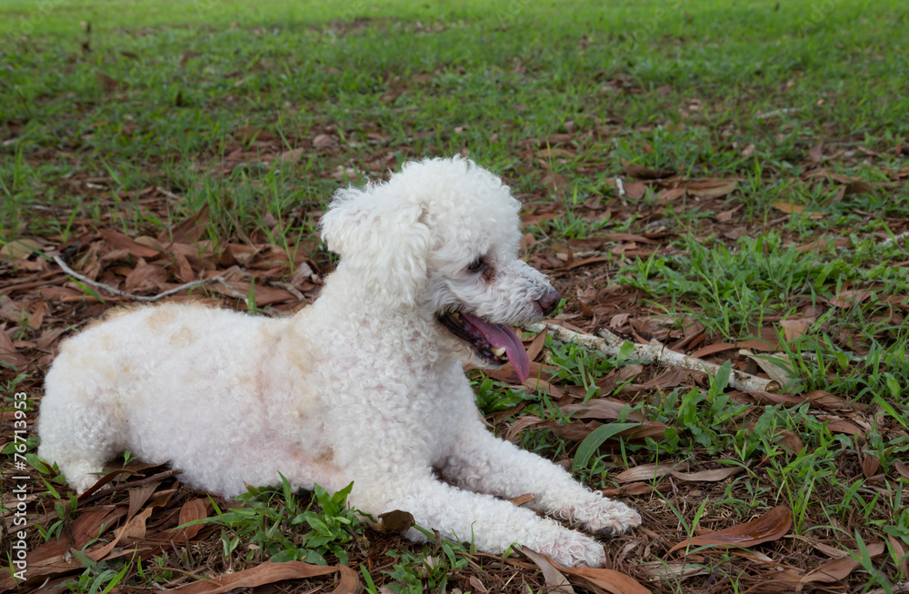 Dog lying on grass