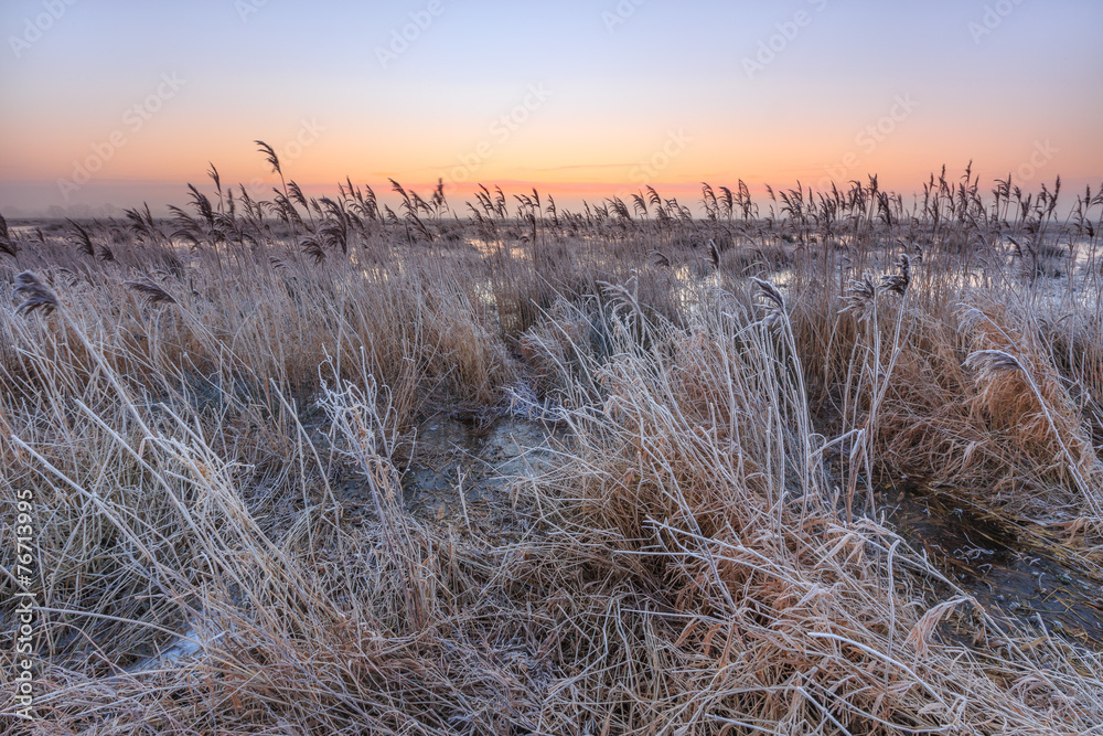 Fototapeta premium Hoar frost on reed in a winter morning landscape
