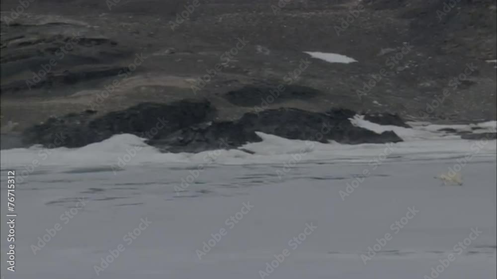 Polar Bears Scavenging Norway Polar Polar Bears Scavenging Norway Polar