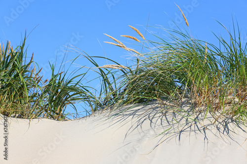 Gräser auf Düne © Kara