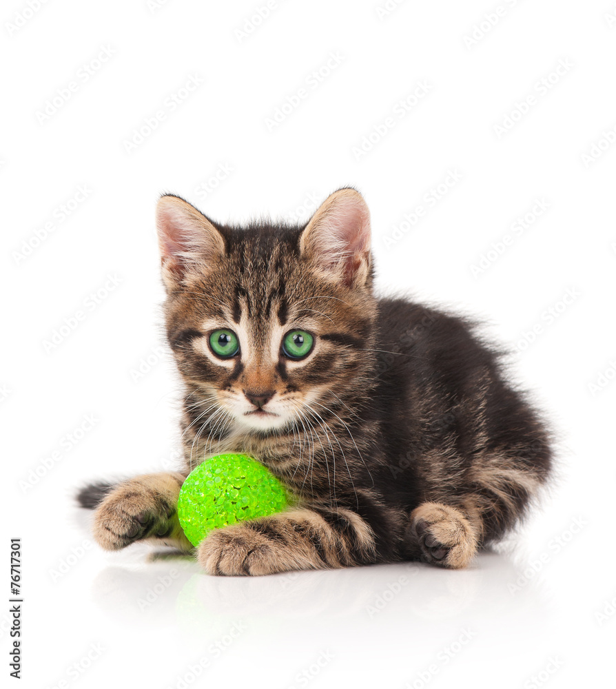 Obraz premium Cute kitten