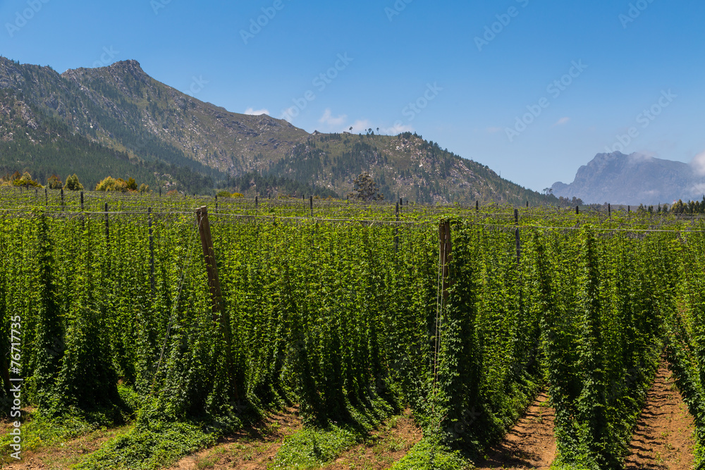 Outeniqua hop plantation