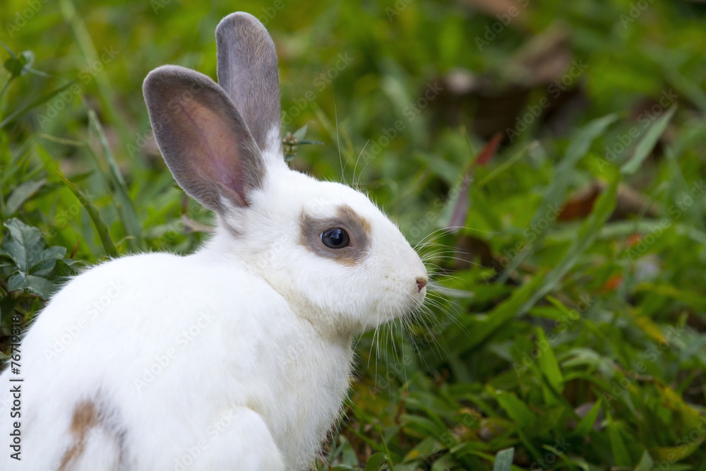 Obraz premium White rabbit in the green grass.
