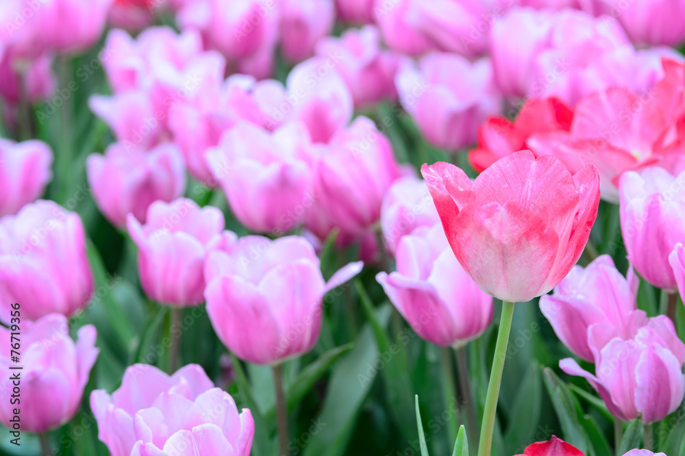 Pink tulips field