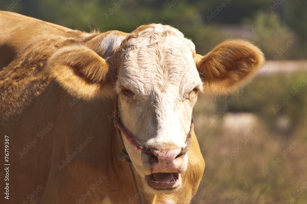 Young cow Young cow