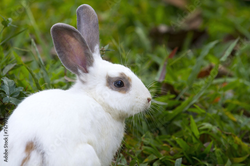 White rabbit in the green grass.