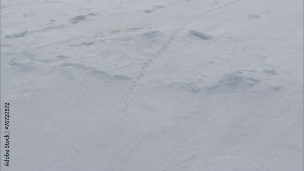 Arctic Tundra Polar Bear Arctic Tundra Polar Bear