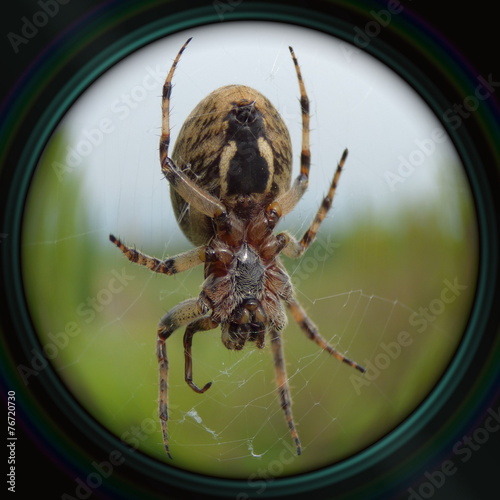 Garden spider on web in objective lens photo