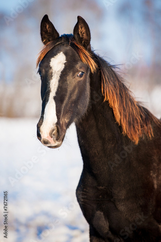 Portrait of beautiful young horse in winter