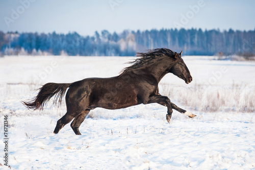 Beautiful black stallion running in winter © Rita Kochmarjova