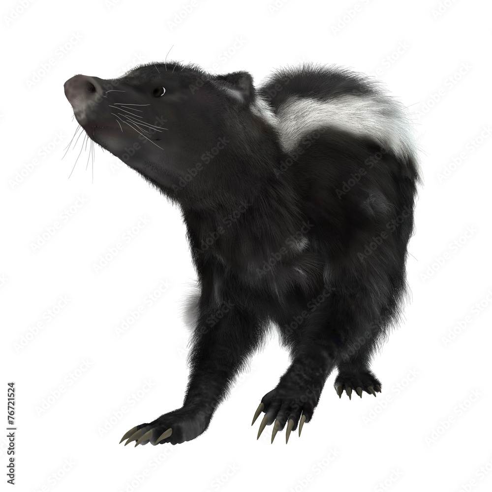 Obraz premium Skunks