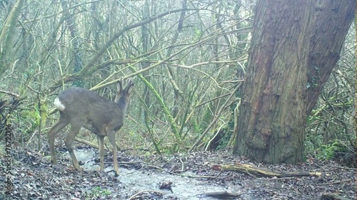 Wild Roe Deer