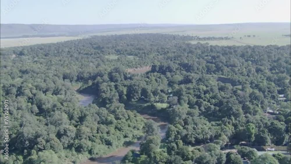 Forest River Jungle Trees Forest River Jungle Trees