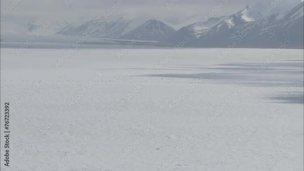 Arctic Tundra Polar Bears Arctic Tundra Polar Bears