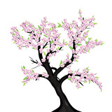 Lovely cherry blossom tree