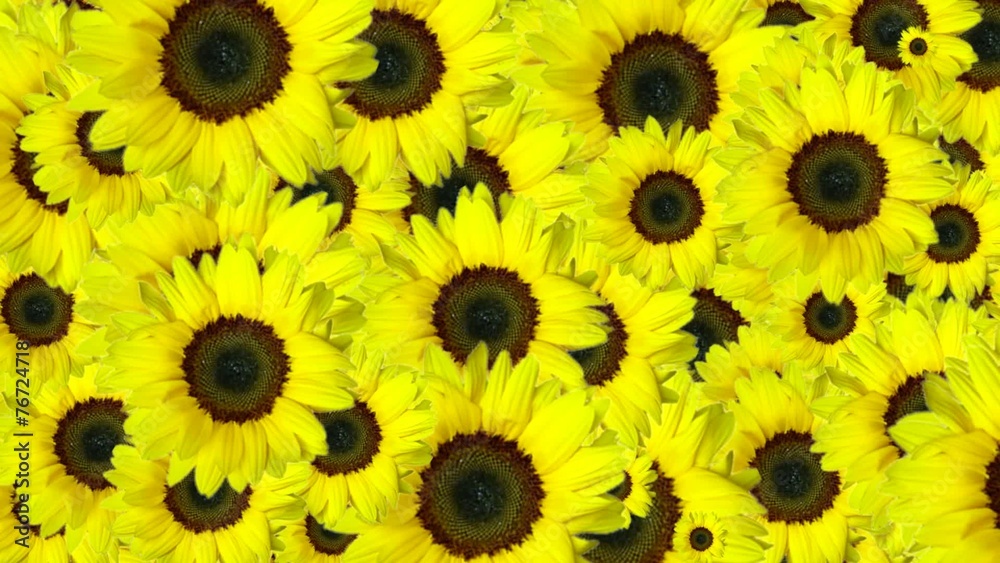Yellow flowers background Yellow flowers background