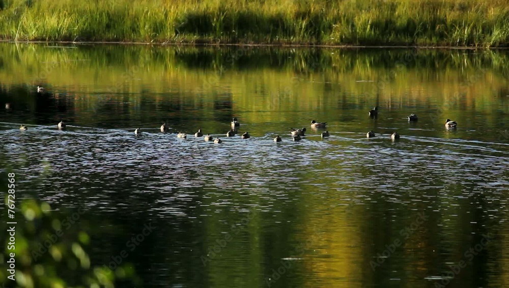 Water Ducks Trees. 