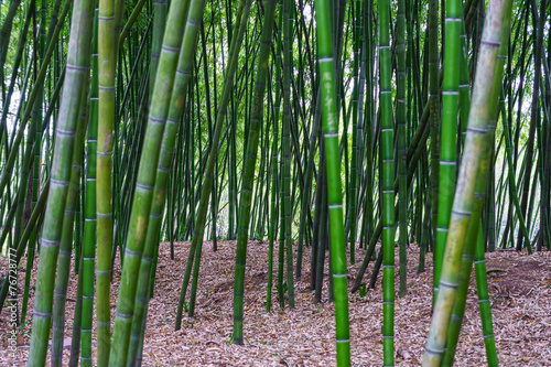 Green bamboo filed in a forest