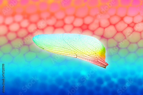 Colored Dragonfly Wing © designnatures