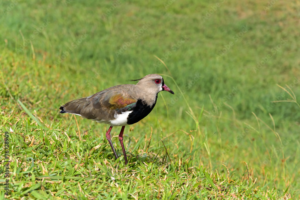 Fototapeta premium Southern Lapwing perched on grass while watching the nest