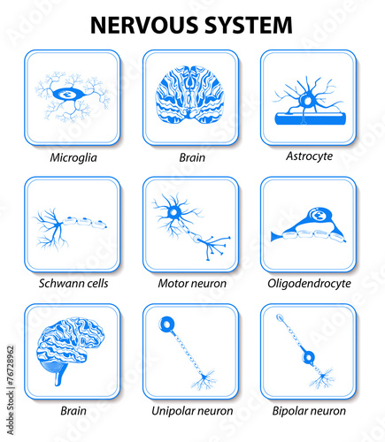 Nervous system. Set icons