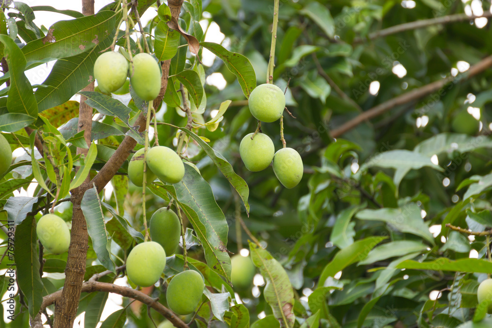 Mangoes on a mango tree