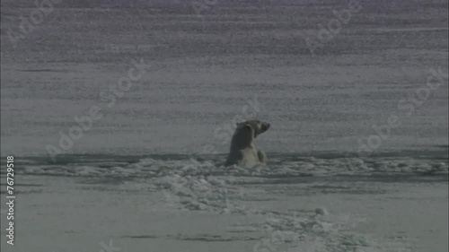Polar Bear Struggle Ice Shelf