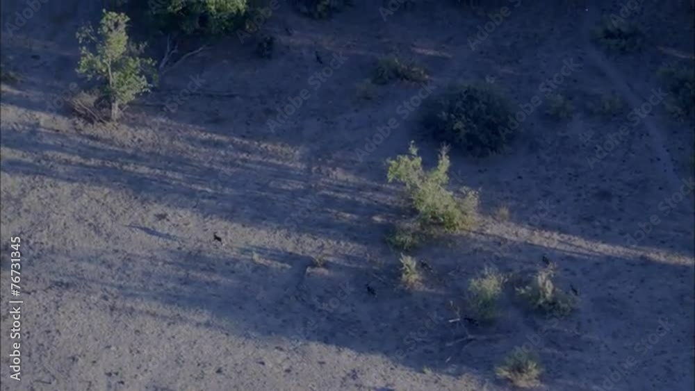 Wild Dogs Wild Dogs