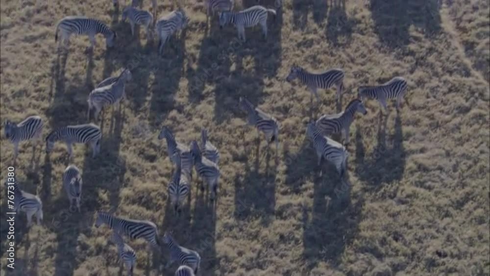 Zebra Wildebeest Herd Grazing Savanna Zebra Wildebeest Herd Grazing Savanna
