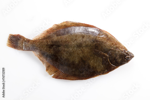 真ガレイ　flatfish photo