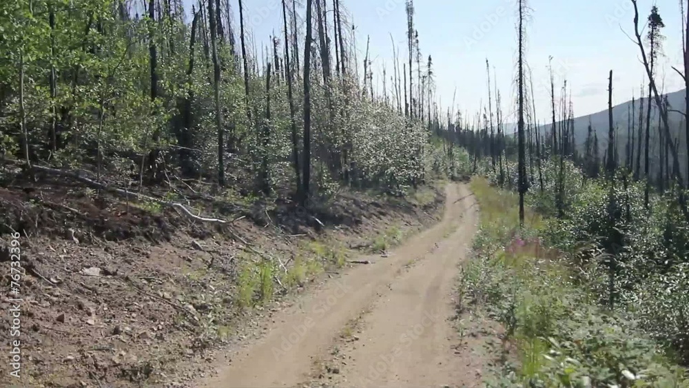 Mountain Trail Forrest Mountain Trail Forrest