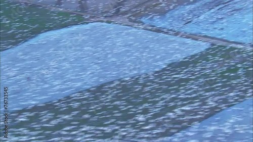 Wallpaper Mural Flock Birds Flying Wetlands Torontodigital.ca