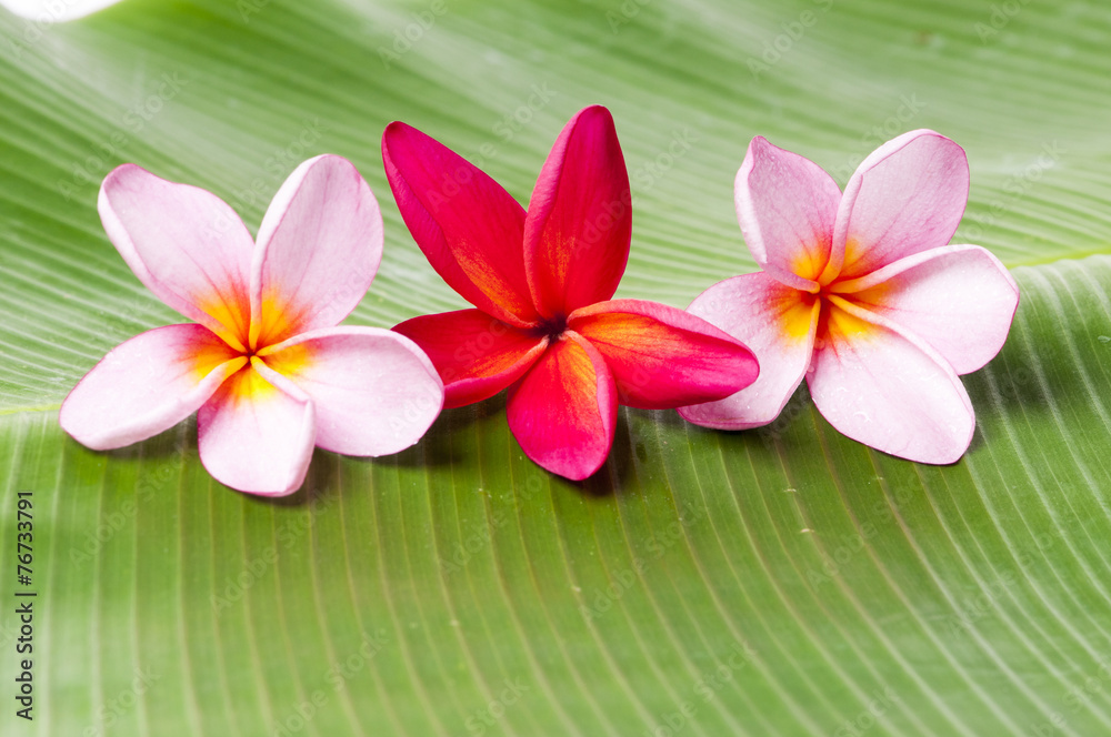 Pink and Red Frangipani Flowers