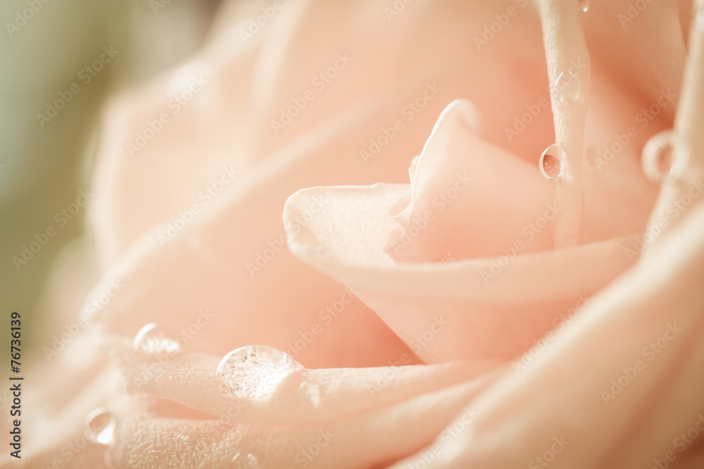 Fototapeta premium pastel rose