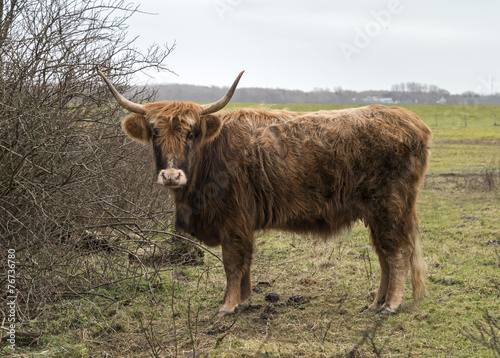 old mammal galloway cow with horns