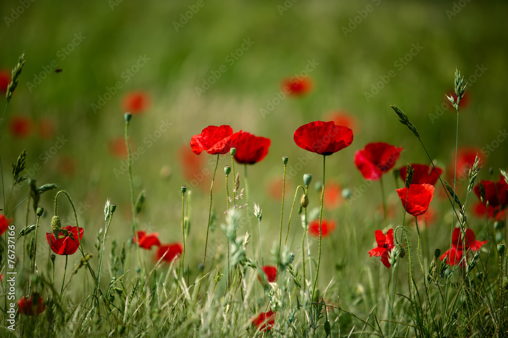 Fototapeta premium Wiosenne kwiaty maku