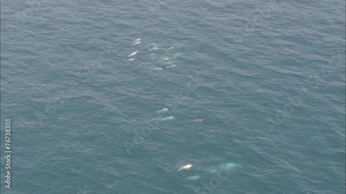 Wallpaper Mural Pod Dolphins Ocean Torontodigital.ca