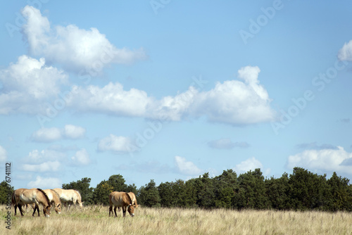 Przewalski's (rare horse breed)