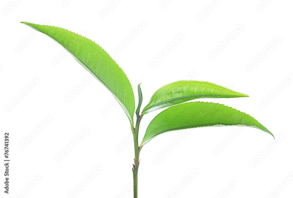 Fototapeta premium Green tea leaf isolated on white background.