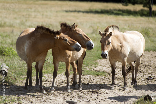 Przewalski's (rare horse breed) © andreaskrone