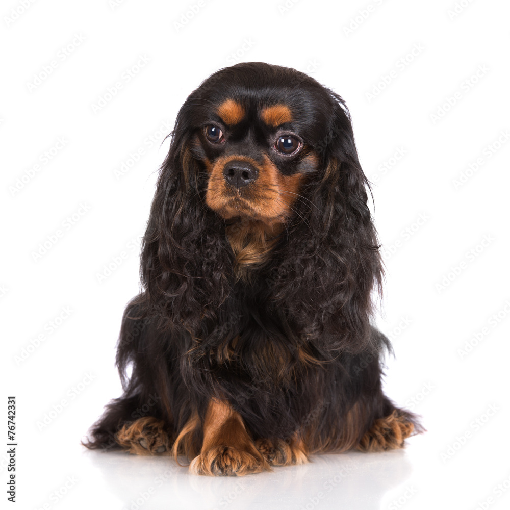adorable black and tan dog sitting on white