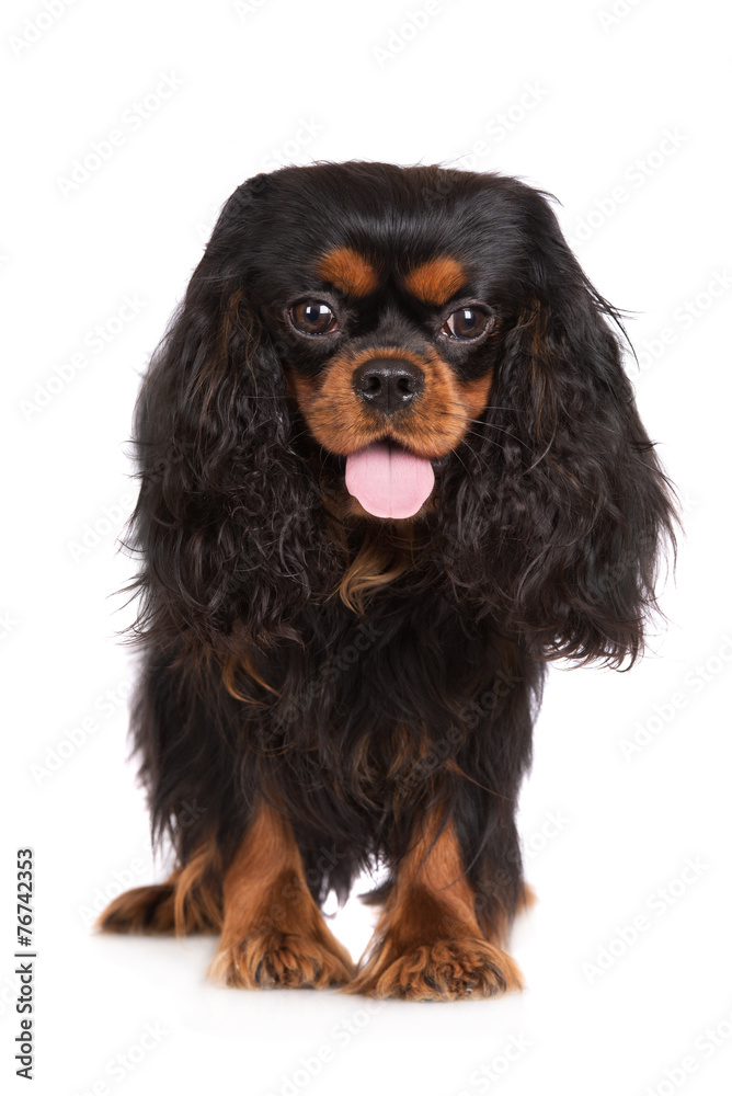 black and tan cavalier king charles spaniel dog standing