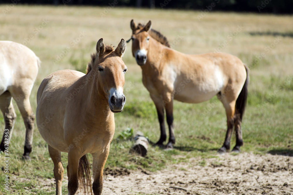 Przewalski's (rare horse breed)