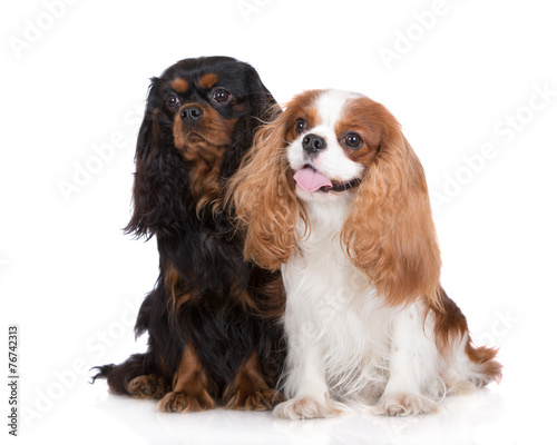 Photo two cavalier king charles spaniel dogs