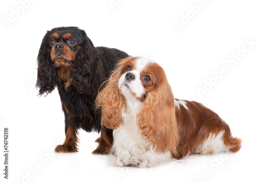 two cavalier king charles spaniel dogs on white Fototapeta