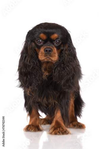 black and tan dog standing on white